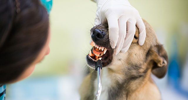 odontologia-veterinaria